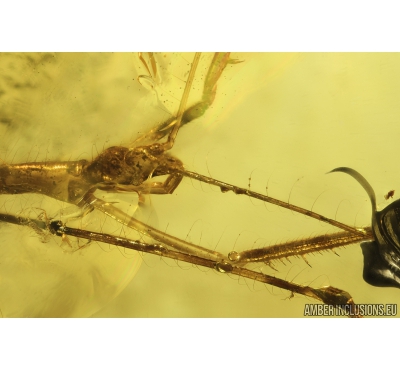RARE ASSASSIN BUG, REDUVIIDAE. Fossil insect in Baltic amber #8425