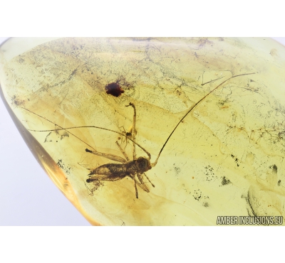 Cricket, Orthoptera. Fossil insect in Baltic amber #8426