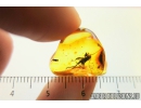 Cricket, Orthoptera. Fossil insect in Baltic amber #8427
