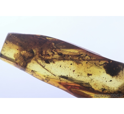Big 23mm Cricket Orthoptera and Wasp Hymenoptera. Fossil insects in Baltic amber #8428