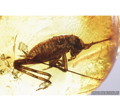 Nice Cricket, Orthoptera. Fossil insect in Baltic amber #8429