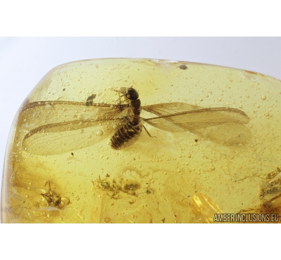 Termite Isoptera and Two Ants Hymenoptera. Fossil inclusions in Baltic amber #8430