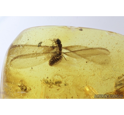 Termite Isoptera and Two Ants Camponotus mengei. Fossil inclusions in Baltic amber #8430
