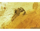 Termite Isoptera and Two Ants Camponotus mengei. Fossil inclusions in Baltic amber #8430