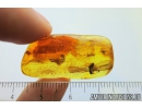 Termite Isoptera and Two Ants Camponotus mengei. Fossil inclusions in Baltic amber #8430