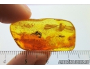 Termite Isoptera and Two Ants Camponotus mengei. Fossil inclusions in Baltic amber #8430