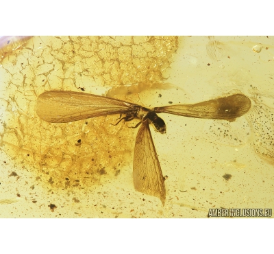 Very Nice Termite, Isoptera. Fossil inclusion in Baltic amber #8432