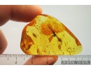 Very Nice Termite, Isoptera. Fossil inclusion in Baltic amber #8432