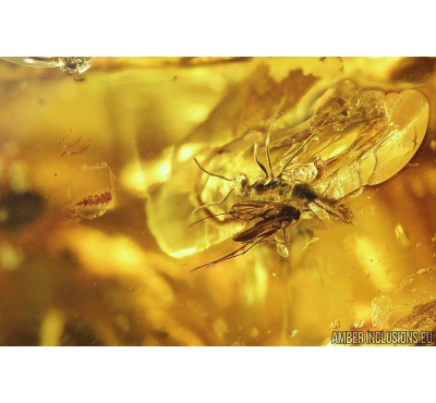 Millipede Synxenidae, Beetle, Dipterans and Ant. Fossil inclusions in Ukrainian amber #8433