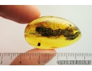 Big 12mm Cockroach, Blattaria and Leaf. Fossil inclusions in Baltic amber #8434