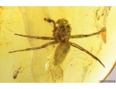 Jumping Spider Salticidae, Long-legged fly Dolichopodidae  and Worm Anelidae . Fossil inclusions in Baltic amber #8435