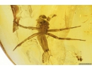 Jumping Spider Salticidae, Long-legged fly Dolichopodidae  and Worm Anelidae . Fossil inclusions in Baltic amber #8435