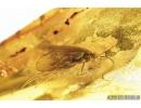 Two beetles ( Click beetle Elateroidea and Marsh beetle, Scirtidae) Caddisfly and More. Fossil inclusion in Ukrainian amber #8441