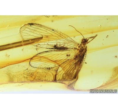 Lacewing Neuroptera Sisyridae and Beetle. Fossil insects in Baltic amber #8442