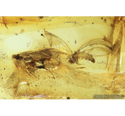Two Lacewings, Neuroptera, Sisyridae. Fossil insects in Baltic amber #8443
