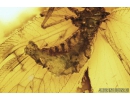 Rare Lacewing, Neuroptera, Hemerobiidae, Prolachlanius resinatus. Fossil insect in Baltic amber #8445