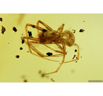 Spider Araneae and Beetle Coleoptera. Fossil inclusions in Baltic amber stone #8449