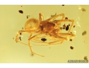 Spider Araneae and Beetle Coleoptera. Fossil inclusions in Baltic amber stone #8449