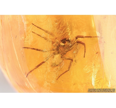 Disc web spider, Oecobiidae, Cockroach, Beetle and More. Fossil inclusion in Baltic amber stone #8450