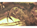 Tube - dwelling spider,  Oecobiidae. Fossil insect in Baaltic amber #8451