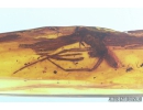 Tube - dwelling spider,  Oecobiidae. Fossil insect in Baaltic amber #8451
