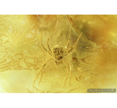 Very Nice Mite Anystidae, Ant Hymenoptera and More. Fossil insects in Ukrainian amber #8452