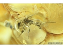 Very Nice Mite Anystidae, Ant Hymenoptera and More. Fossil insects in Ukrainian amber #8452
