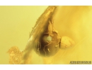 Rare Moss Mite, Oribatida. Fossil insect in Baltic amber #8453