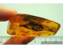 Rare Moss Mite, Oribatida. Fossil insect in Baltic amber #8453