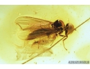 Nice True Fly, Hybotidae. Fossil insect in Baltic amber #8454