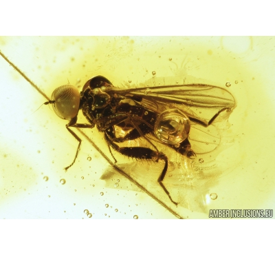 Nice True Fly, Hybotidae. Fossil insect in Baltic amber #8454