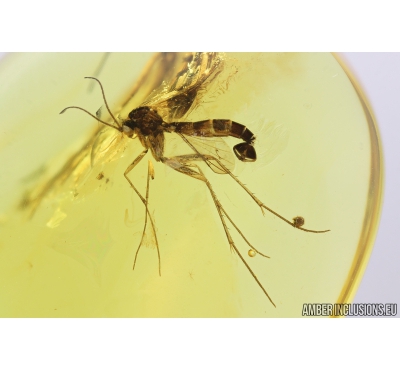 Nice, Rare Fungus gnat Mycetophilidae . Fossil insect in Baltic amber #8455