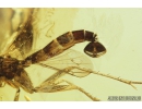 Nice, Rare Fungus gnat Mycetophilidae . Fossil insect in Baltic amber #8455