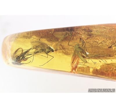 Nice Predatory Fungus gnat, Macrocerinae and More. Fossil insects in Baltic amber #8456