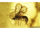 Nice Predatory Fungus gnat, Macrocerinae and More. Fossil insects in Baltic amber #8456