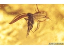 Nice Predatory Fungus gnat, Macrocerinae and More. Fossil insects in Baltic amber #8456