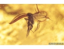 Nice Predatory Fungus gnat, Macrocerinae and More. Fossil insects in Baltic amber #8456
