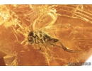 Nice Predatory Fungus gnat, Macrocerinae and More. Fossil insects in Baltic amber #8456