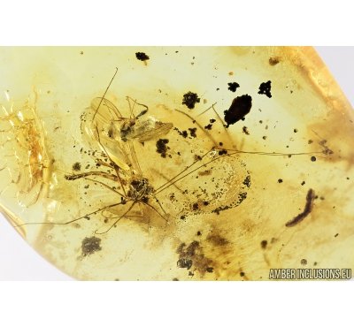 Nice Predatory Fungus gnat, Macrocerinae and Muscoid fly, Acalyptratae. Fossil insects in Baltic amber #8457