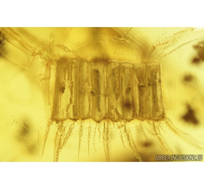 Two Lizard Skin Fragments and More. Fossil inclusions in Baltic amber #8458