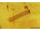 Two Lizard Skin Fragments and More. Fossil inclusions in Baltic amber #8458