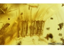 Two Lizard Skin Fragments and More. Fossil inclusions in Baltic amber #8458