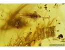 Two Lizard Skin Fragments and More. Fossil inclusions in Baltic amber #8458