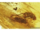 Two Lizard Skin Fragments and More. Fossil inclusions in Baltic amber #8458