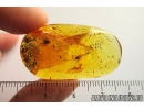 Two Lizard Skin Fragments and More. Fossil inclusions in Baltic amber #8458