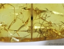 Very Nice, Unusual Plants, Beetle Larva, Moth and More. Fossil inclusions in Baltic amber #8459