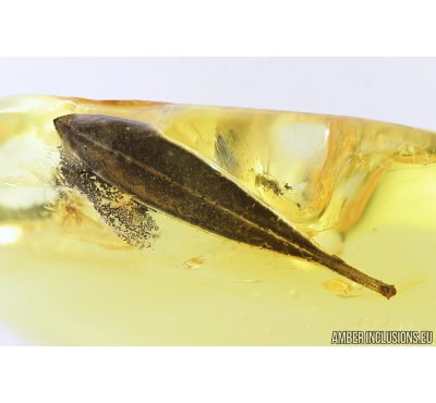 Nice, Big 15mm! Leaf. Fossil inclusion in Baltic amber #8461