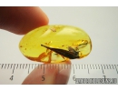 Nice, Big 15mm! Leaf. Fossil inclusion in Baltic amber #8461