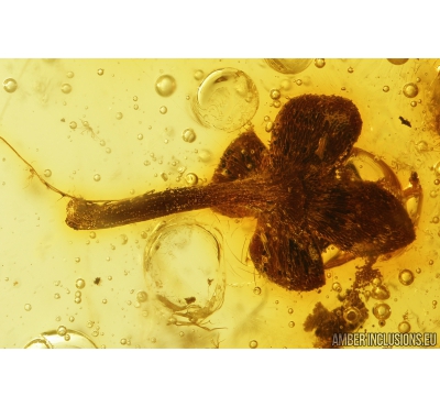 Nice Flower, Pseudoscorpion and More. Fossil inclusions in Baltic amber #8463