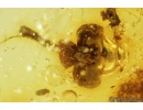 Nice Flower, Pseudoscorpion and More. Fossil inclusions in Baltic amber #8463